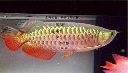 金龍魚比賽評判標準是什么