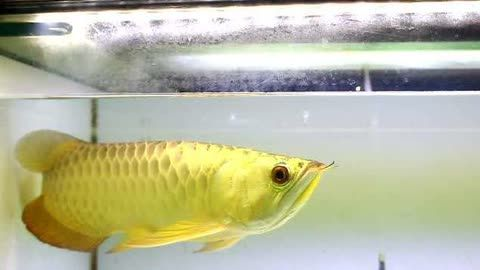 皇冠魟魚對水質的要求：皇冠魟魚對水質的要求是什么？