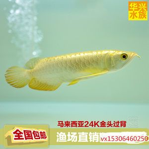 過背金龍魚10多斤正常嗎圖片及價格：如何挑選健康的過背金龍魚