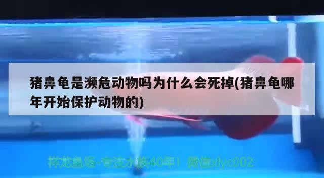 豬鼻龜是瀕危動物嗎為什么會死掉(豬鼻龜哪年開始保護動物的)