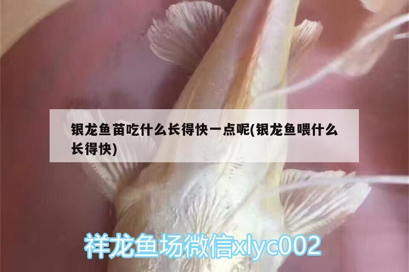 銀龍魚苗吃什么長得快一點呢(銀龍魚喂什么長得快)