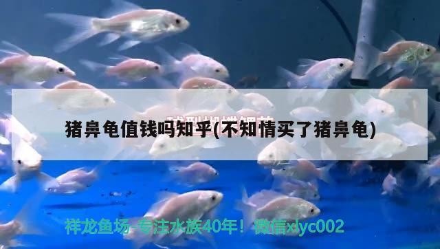 豬鼻龜值錢嗎知乎(不知情買了豬鼻龜)