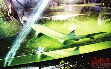 玻璃魚缸為什么自己會裂開：玻璃魚缸為什么會裂開？