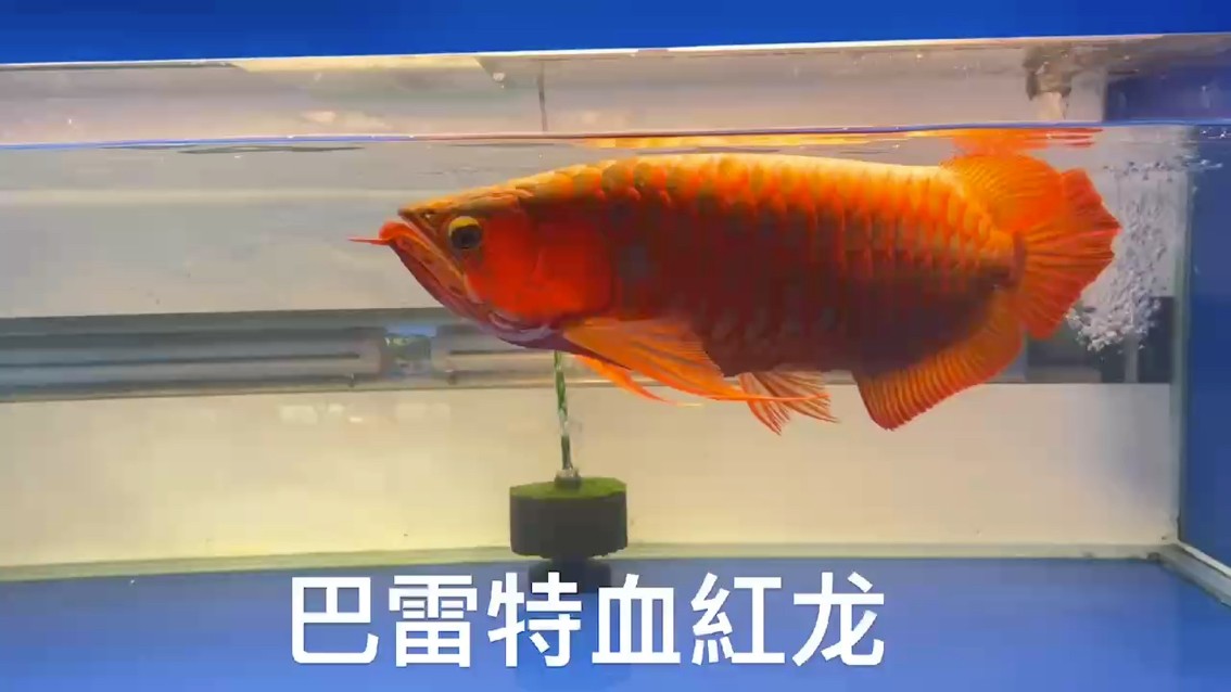 觀賞魚