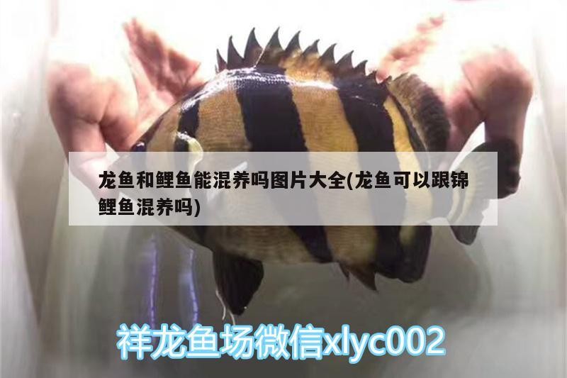 龍魚和鯉魚能混養嗎圖片大全(龍魚可以跟錦鯉魚混養嗎)