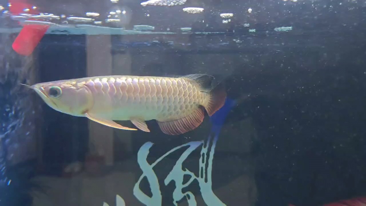 小龍入缸第三天開口了
