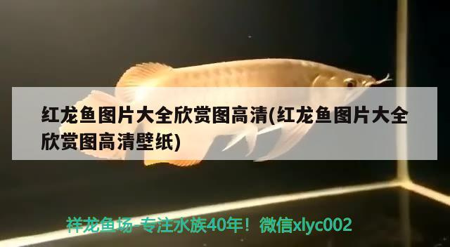 橋西區聚波觀賞魚店