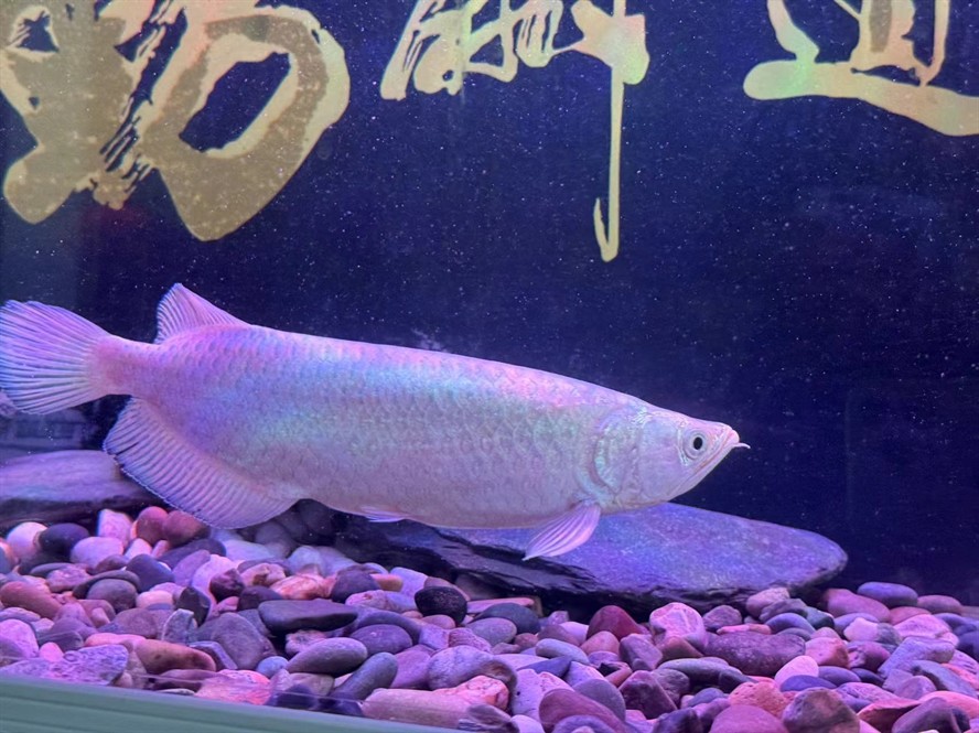 新手請龍友指教，這是什么品種