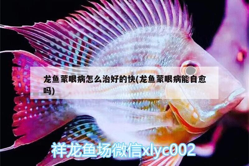 龍魚蒙眼病怎么治好的快(龍魚蒙眼病能自愈嗎) 龍魚蒙眼病怎么治好的快(龍魚蒙眼病能自愈嗎) 魟魚百科