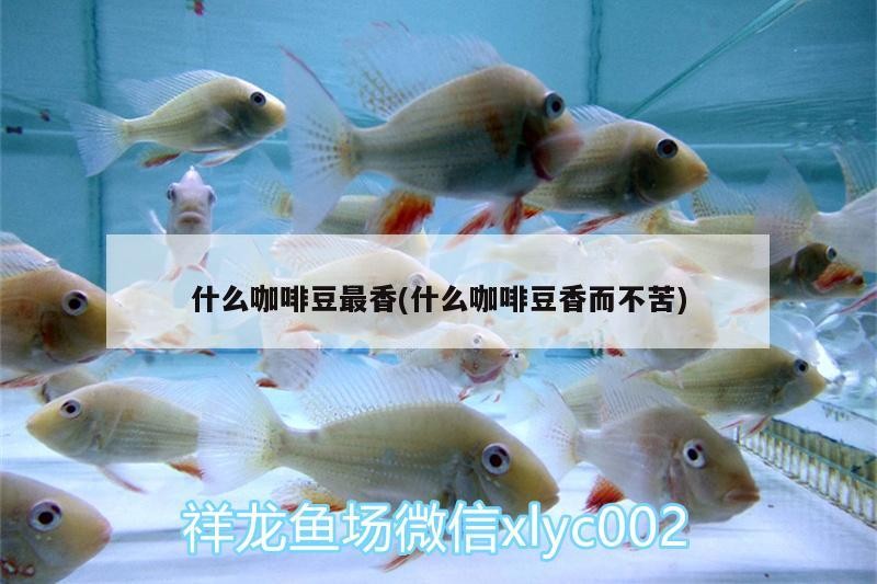 什么咖啡豆最香(什么咖啡豆香而不苦)