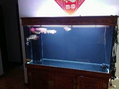 60魚缸一個人搬：60魚缸可以一個人搬動嗎魚缸搬運技巧搬運技巧 60魚缸一個人搬：60魚缸可以一個人搬動嗎魚缸搬運技巧搬運技巧 魚缸百科 第3張