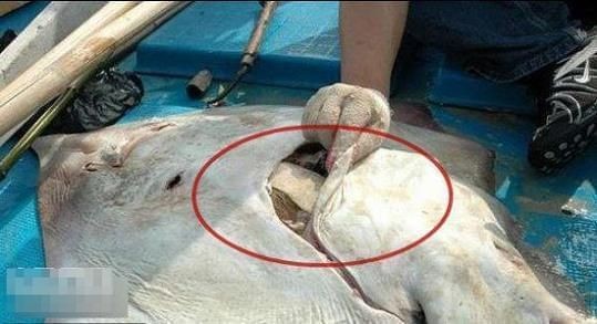 魟魚肚子塌陷:魟魚肚子塌陷可能是由于多種原因引起的
