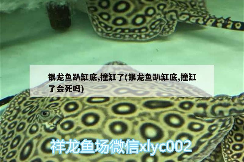 魚缸過濾器選購指南:自制魚缸過濾器魚缸上置過濾器對于養(yǎng)魚愛好者的必備知識 銀龍魚趴缸底,撞缸了(銀龍魚趴缸底,撞缸了會死嗎) 銀龍魚百科 銀龍魚趴缸底,撞缸了(銀龍魚趴缸底,撞缸了會死嗎) 銀龍魚趴缸底,撞缸了(銀龍魚趴缸底,撞缸了會死嗎) 銀龍魚百科