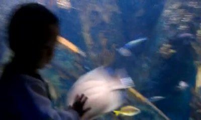 樂山水族館vs祥龍魚場（樂山水族館與祥龍魚場有什么區(qū)別？）