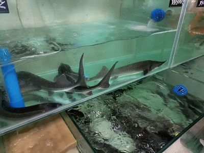 樂山水族館vs祥龍魚場（樂山水族館與祥龍魚場有什么區(qū)別？）