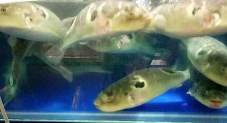 樂山水族館vs祥龍魚場（樂山水族館與祥龍魚場有什么區(qū)別？）