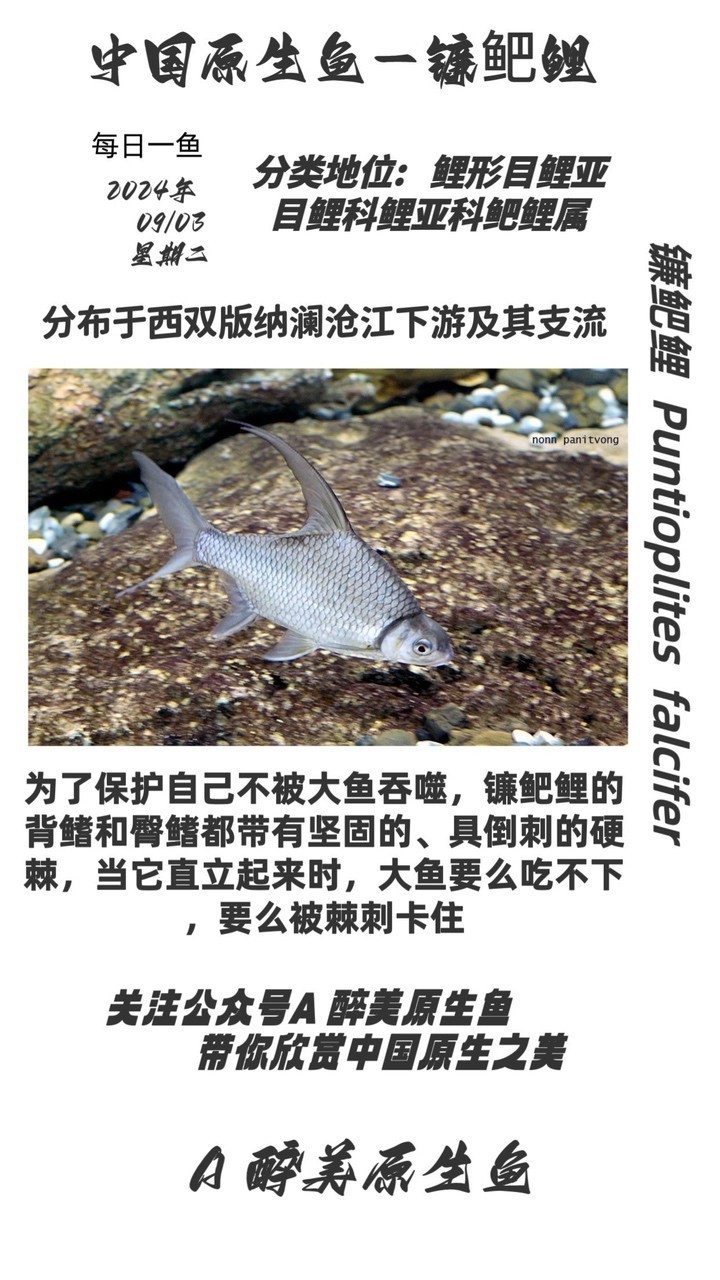 鐮鲃鯉
