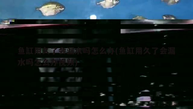 新買的魚缸有異味(新買的魚缸有異味怎么辦)