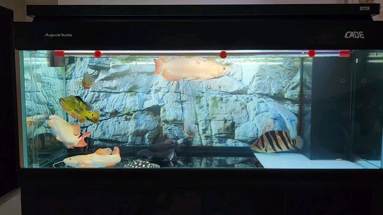 文本，ai技術在醫(yī)療領域的應用 文本，ai技術在醫(yī)療領域的應用 龍魚百科 第1張