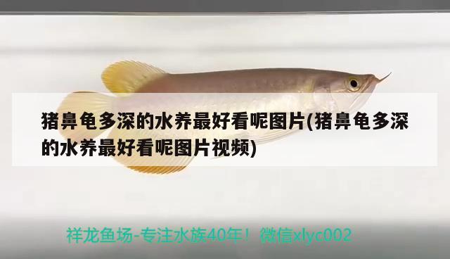 豬鼻龜多深的水養最好看呢圖片(豬鼻龜多深的水養最好看呢圖片視頻)
