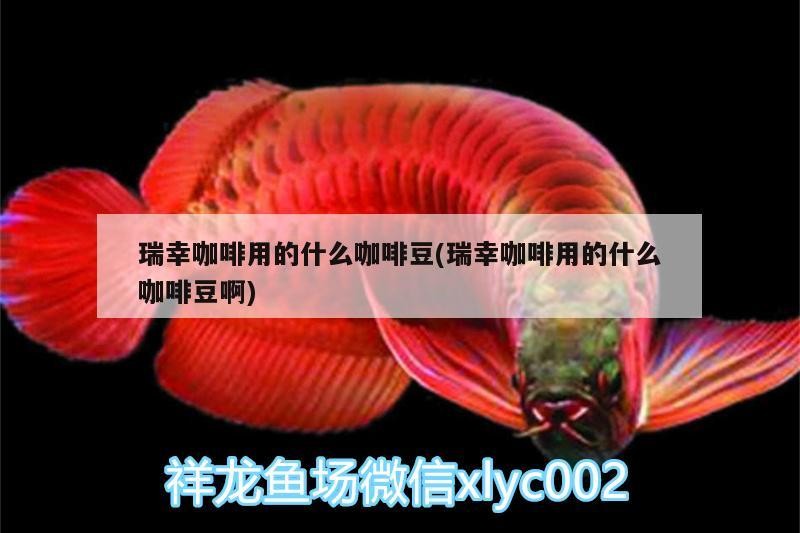 魚缸用增氧泵價格是多少:魚缸增氧機-xtrac增氧機-xtrac增氧機 瑞幸咖啡用的什么咖啡豆(瑞幸咖啡用的什么咖啡豆啊) 馬來西亞咖啡 瑞幸咖啡用的什么咖啡豆(瑞幸咖啡用的什么咖啡豆啊) 瑞幸咖啡用的什么咖啡豆(瑞幸咖啡用的什么咖啡豆啊) 馬來西亞咖啡