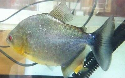 虎魚的天敵是什么：虎皮魚的天敵是什么
