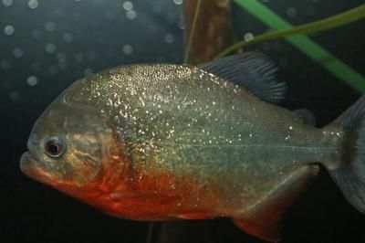 虎魚的天敵是什么：虎皮魚的天敵是什么