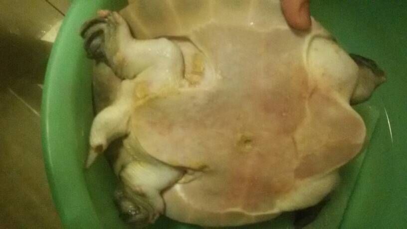 豬鼻龜 紅霉素軟膏：豬鼻龜紅霉素軟膏能治鼻炎嗎