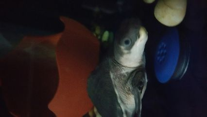 豬鼻龜 紅霉素軟膏：豬鼻龜紅霉素軟膏能治鼻炎嗎