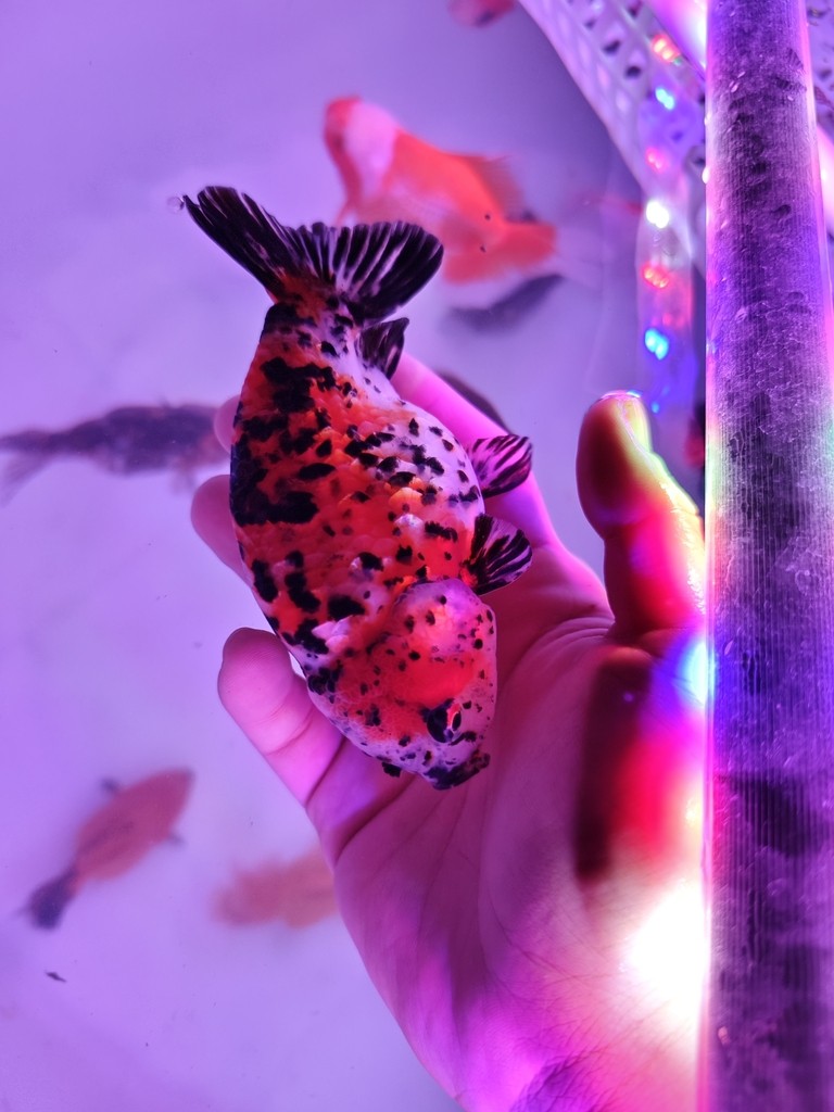 減密出幾條蘭壽