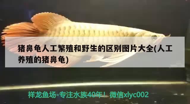 金龍魚壁紙有哪些風(fēng)格，現(xiàn)代簡(jiǎn)約風(fēng)格金龍魚壁紙