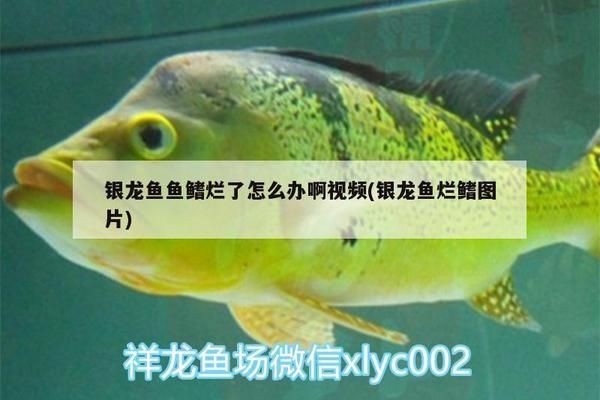 龍魚鰭爛了怎么治療vs祥龍魚場：龍魚鰭爛了怎么治療