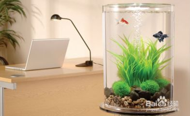 1.2米長的魚缸養多少魚合適呢：1.2米長的魚缸適合養什么魚