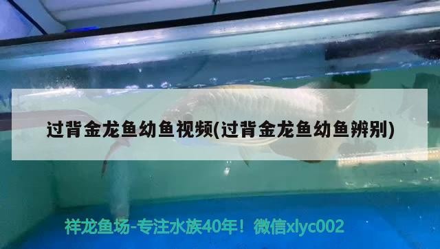 過背金龍魚幼魚視頻(過背金龍魚幼魚辨別)