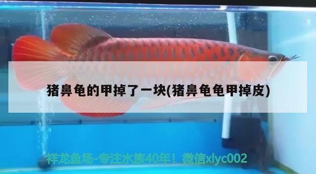 豬鼻龜的甲掉了一塊(豬鼻龜龜甲掉皮)