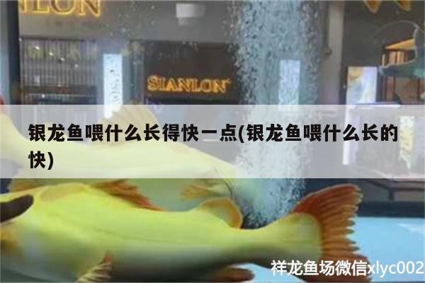 銀龍魚喂什么長得快一點(銀龍魚喂什么長的快)
