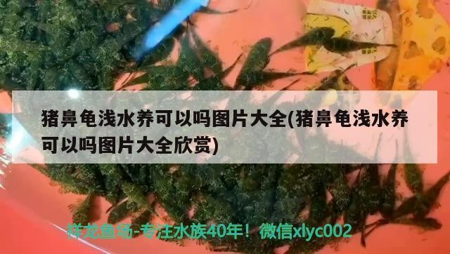豬鼻龜淺水養(yǎng)可以嗎圖片大全(豬鼻龜淺水養(yǎng)可以嗎圖片大全欣賞)