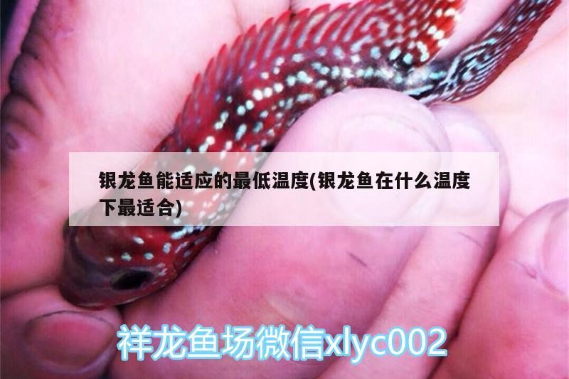 銀龍魚能適應的最低溫度(銀龍魚在什么溫度下最適合)