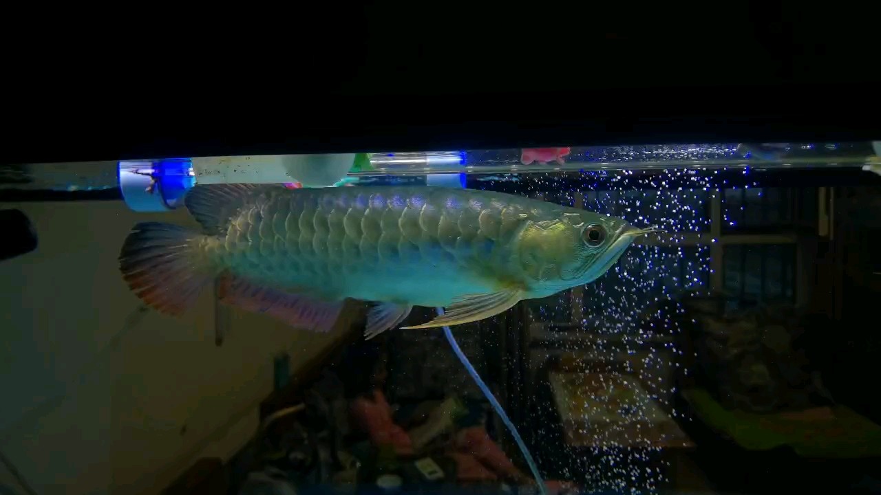 這魚是不是有點哮喘？