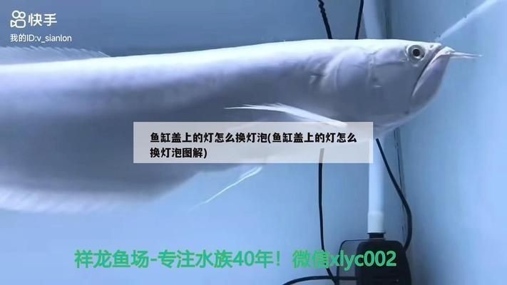 紅龍魚魚缸燈怎么換燈泡：如何更換紅龍魚魚缸燈