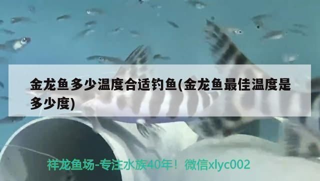 龍魚水缸溫度多少合適冬天vs祥龍魚場(chǎng)：祥龍魚場(chǎng)評(píng)價(jià)如何