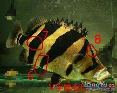 老版泰虎為什么沒有了：老版泰虎為什么沒有了老版泰虎沒有了