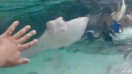 魟魚在水面上游什么意思啊視頻教學(xué)：“魟魚在水面上游什么意思啊視頻教學(xué)”視頻教學(xué)