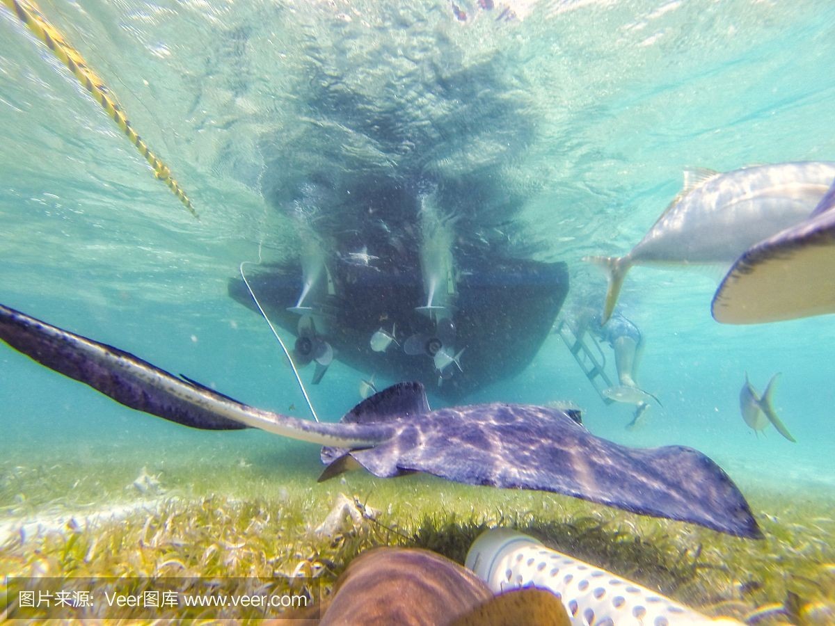 魟魚在水面上游什么意思啊視頻教學(xué)：“魟魚在水面上游什么意思啊視頻教學(xué)”視頻教學(xué)