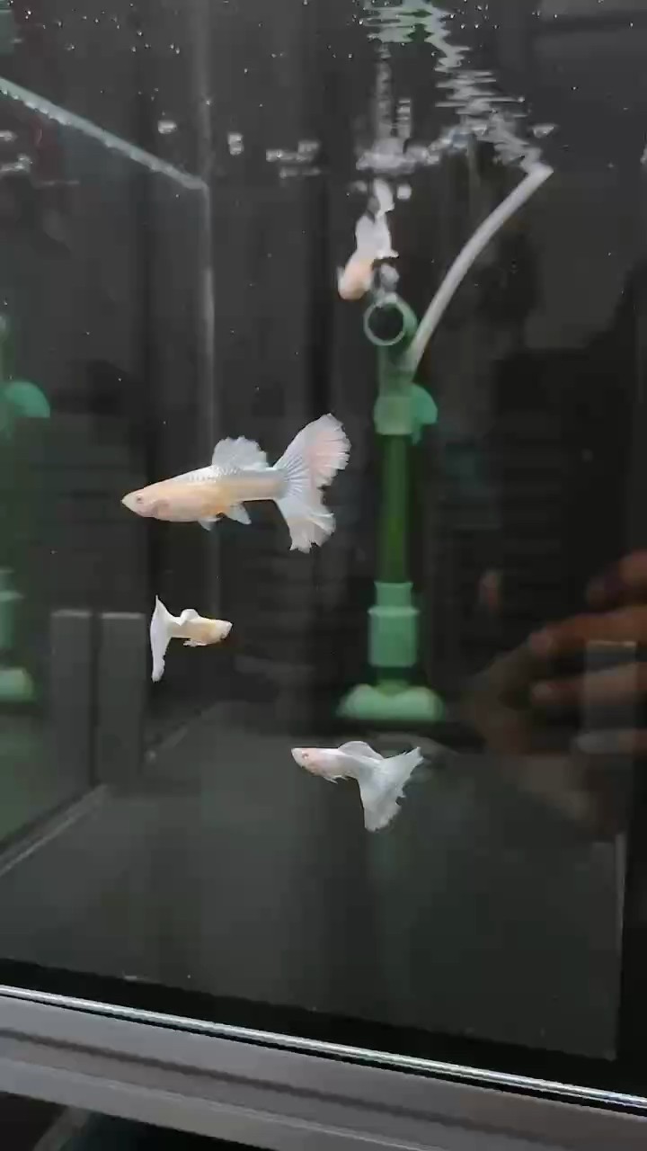 白雪公主孔雀魚#孔雀魚#稀有孔雀魚#高端孔雀魚