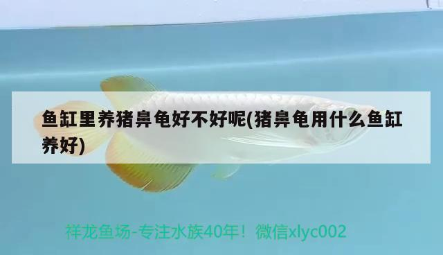 魚缸里養豬鼻龜好不好呢(豬鼻龜用什么魚缸養好)
