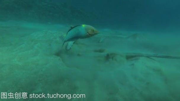 魟魚(yú)吃食視頻：關(guān)于魟魚(yú)吃食的一些相關(guān)信息