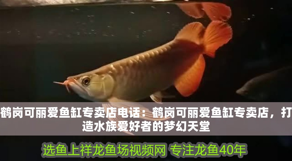 鶴崗可麗愛魚缸專賣店電話：鶴崗可麗愛魚缸專賣店，打造水族愛好者的夢幻天堂