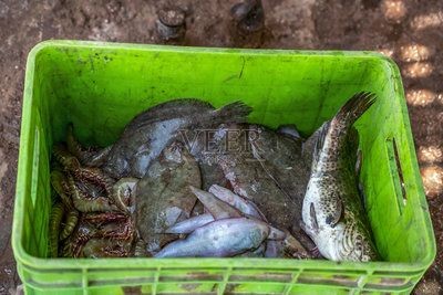 魟魚加鹽會死嗎：養魟魚可以下鹽，但需要控制鹽的濃度，魟魚加鹽會死嗎