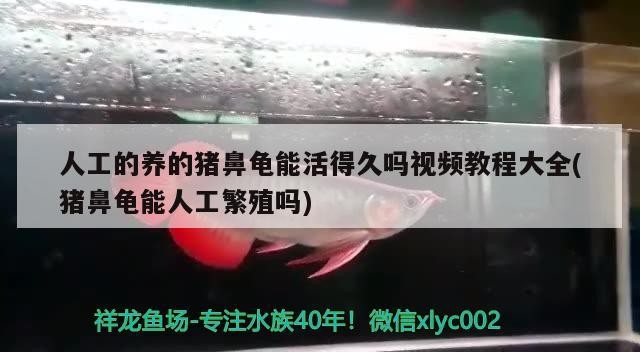 人工的養的豬鼻龜能活得久嗎視頻教程大全(豬鼻龜能人工繁殖嗎)